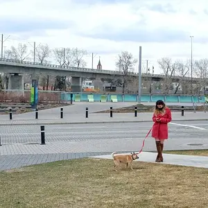 Dog Walking Time