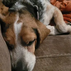 Beautiful Girl Snoozes.