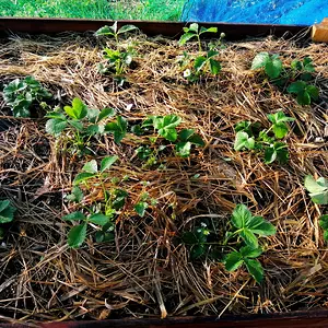 Freshly weeded strawberries