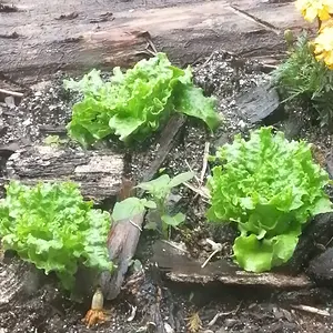 Mysterious potato plant.
