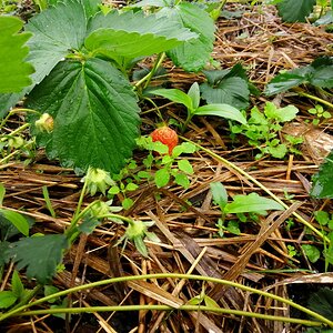 First ripening strawberries.