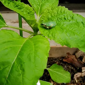 Nearly invisible sunflower guardian.