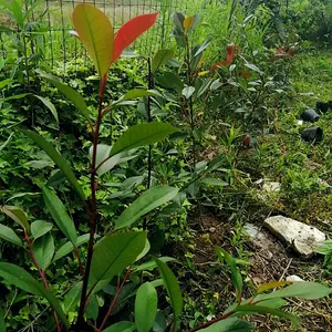 Line of red robin trees