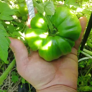 Black Krim tomato