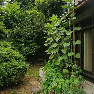 Sunflowers have breached the roofline.