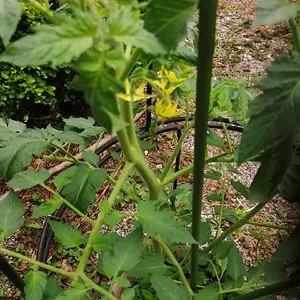 First flowers on a plant from seed.