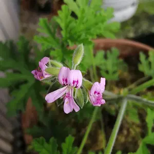 Rose Geranium flowers