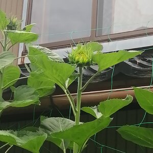 First sunflowers soon!