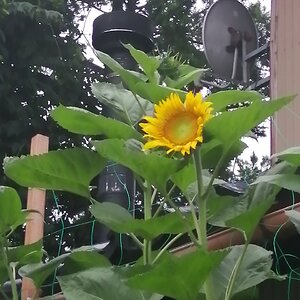 First sunflower appeared this morning!