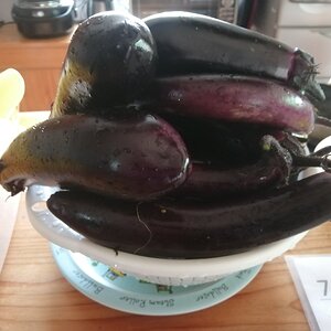 Around 20 eggplants today!