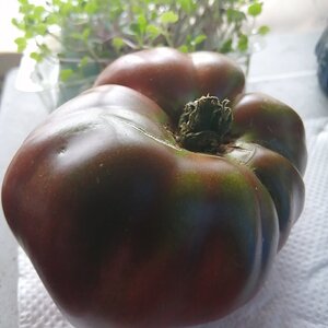 Black krim tomato