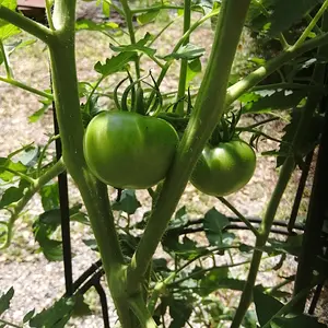 Mystery tomatoes