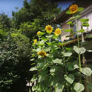 Fully flowering