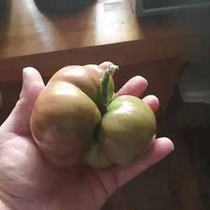 Mutant black Krim