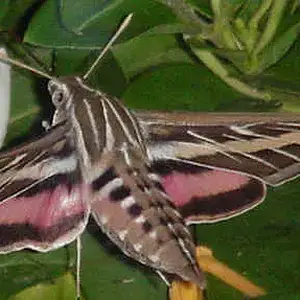 Sphinx moth