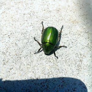 Not sure about what kind of beetle.