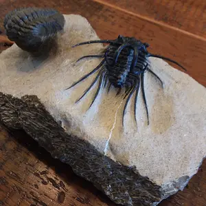 Dicranurus monstrosus (spiny) with Reedops cephalotes