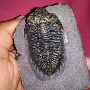 Coltraneia oufatenensis