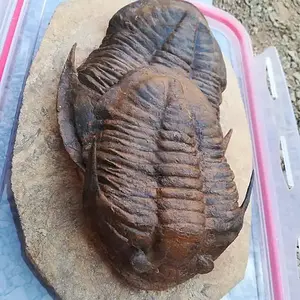 Asaphellus sp.