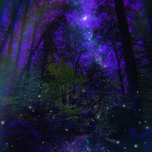 Magic Forest