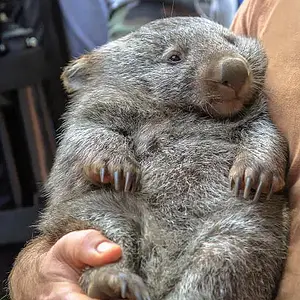 Wombat