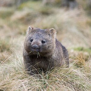 Wombat 2 - Electric boogaloo