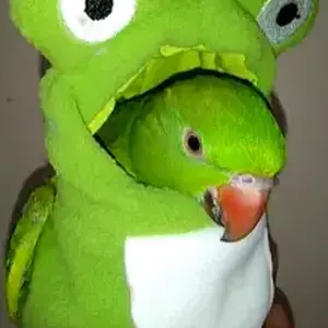 Frög