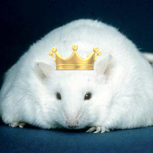 rat king