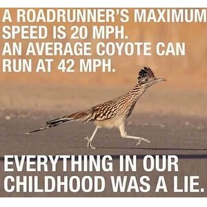 Roadrunner & Coyote Speeds
