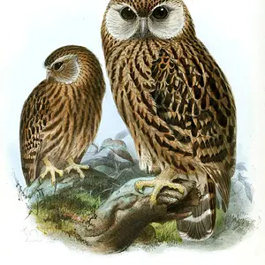 Laughing Owls