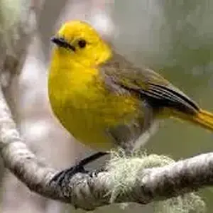 Yellowhead