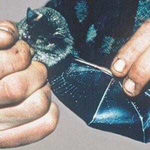 NZ Greater Short-tailed Bat