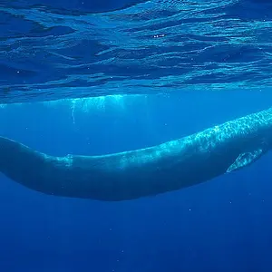 Blue Whale