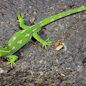 Northland (NZ) Green Gecko