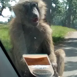 baboon