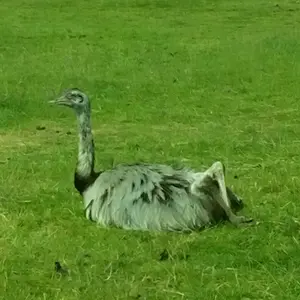 an emu?