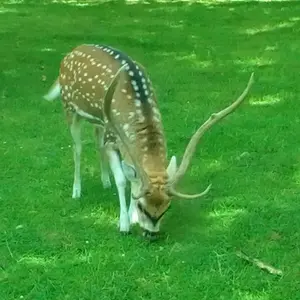 dont know what animal this is?