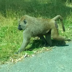 baboon strutting around