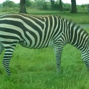 zebra