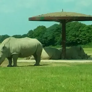 rhinos
