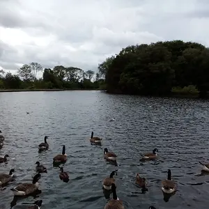 a park pond