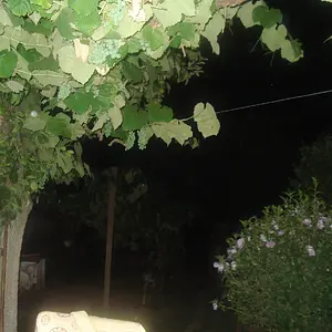 Deep in the night