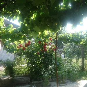Morning Sunlight