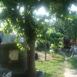 Morning in the Village