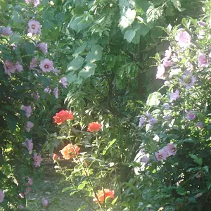 Sunlight kissing Flowers
