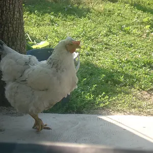 Chicken in the Courtyard