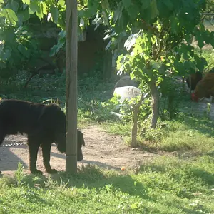 Dog in the Courtyard