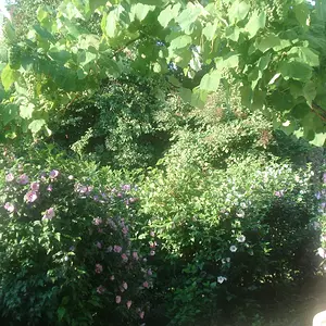Bushes with Flowers
