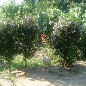 Chicken in Bushes
