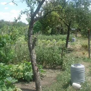 Cultivation in Summer Season